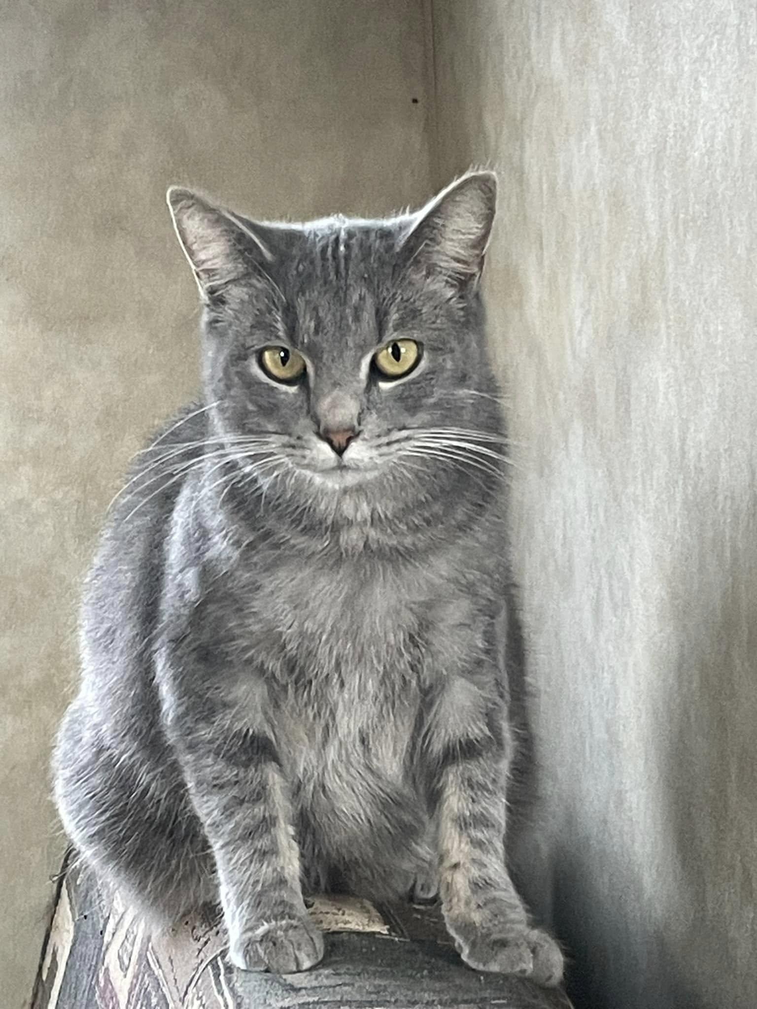 Stripes - CT, Adoptable, Young Female Domestic Short Hair.