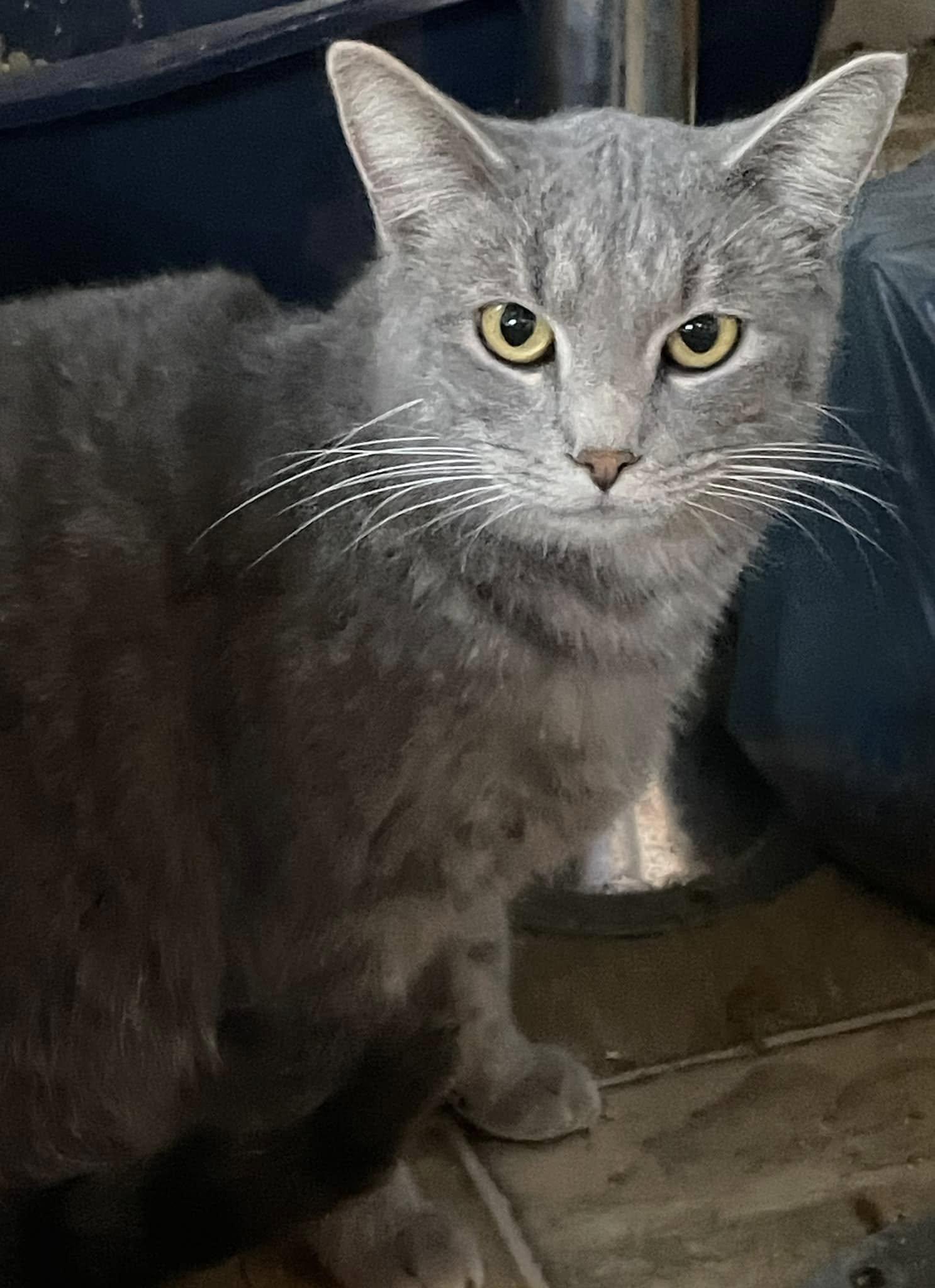 Stripes - CT, a Adoptable Domestic Short Hair in Milford, CT image 2/3