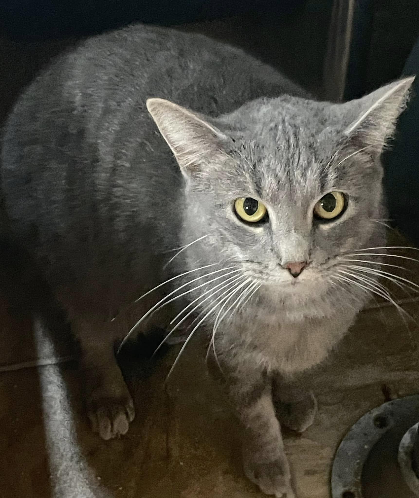 Stripes - CT, a Adoptable Domestic Short Hair in Milford, CT image 3/3