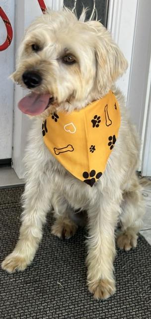 Enlarge MATEO, an adopted mixed breed in Bell Gardens, CA image 2/6
