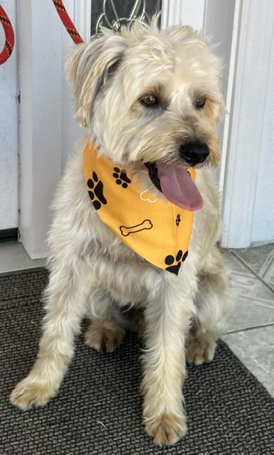 Enlarge MATEO, an adopted mixed breed in Bell Gardens, CA image 3/6