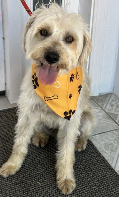 Enlarge MATEO, an adopted mixed breed in Bell Gardens, CA image 5/6