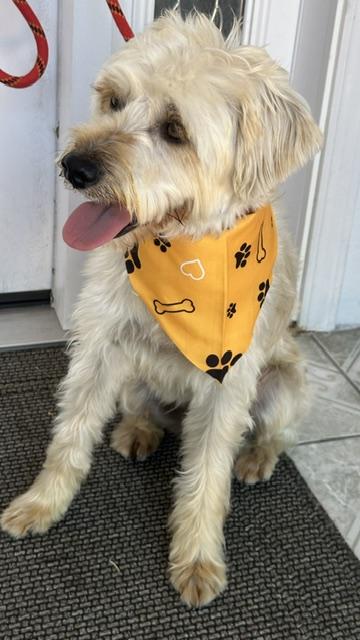 Enlarge MATEO, an adopted mixed breed in Bell Gardens, CA image 6/6