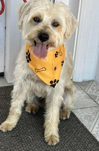 MATEO, adopted, Young Male Schnoodle.