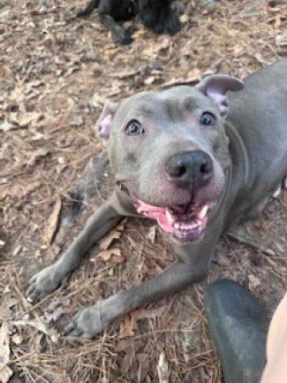 Petal, Adopted, Adult Female Mixed Breed.