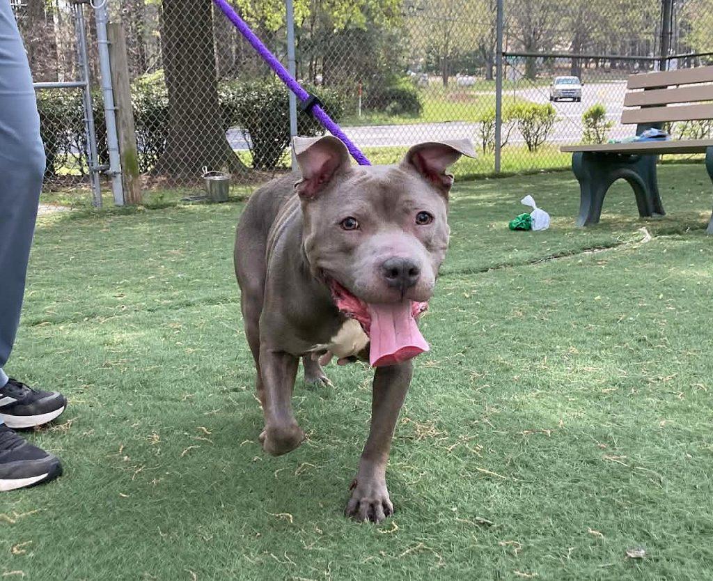 Enlarge Petal, a Adopted Mixed Breed in Durham, NC image 2/3