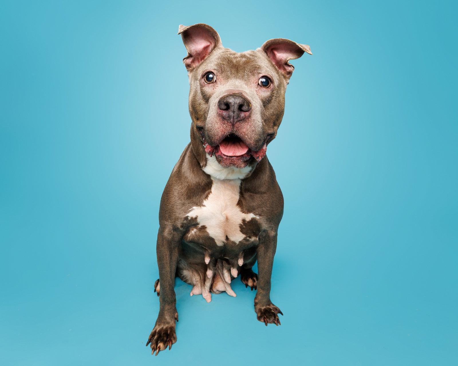 Enlarge Petal, a Adopted Mixed Breed in Durham, NC image 3/3