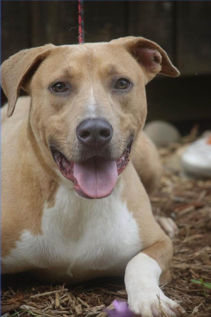 Rocky 24, Adoptable, Young Male Mixed Breed.
