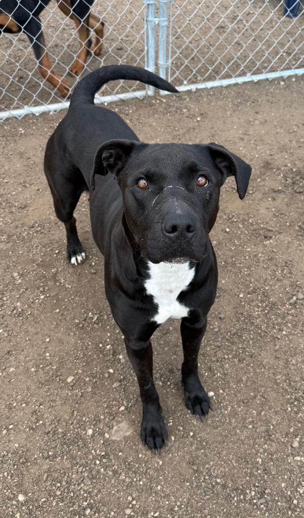 Enlarge Beauty 26-10025 (1), a Adoptable Mixed Breed in Minot, ND image 2/3