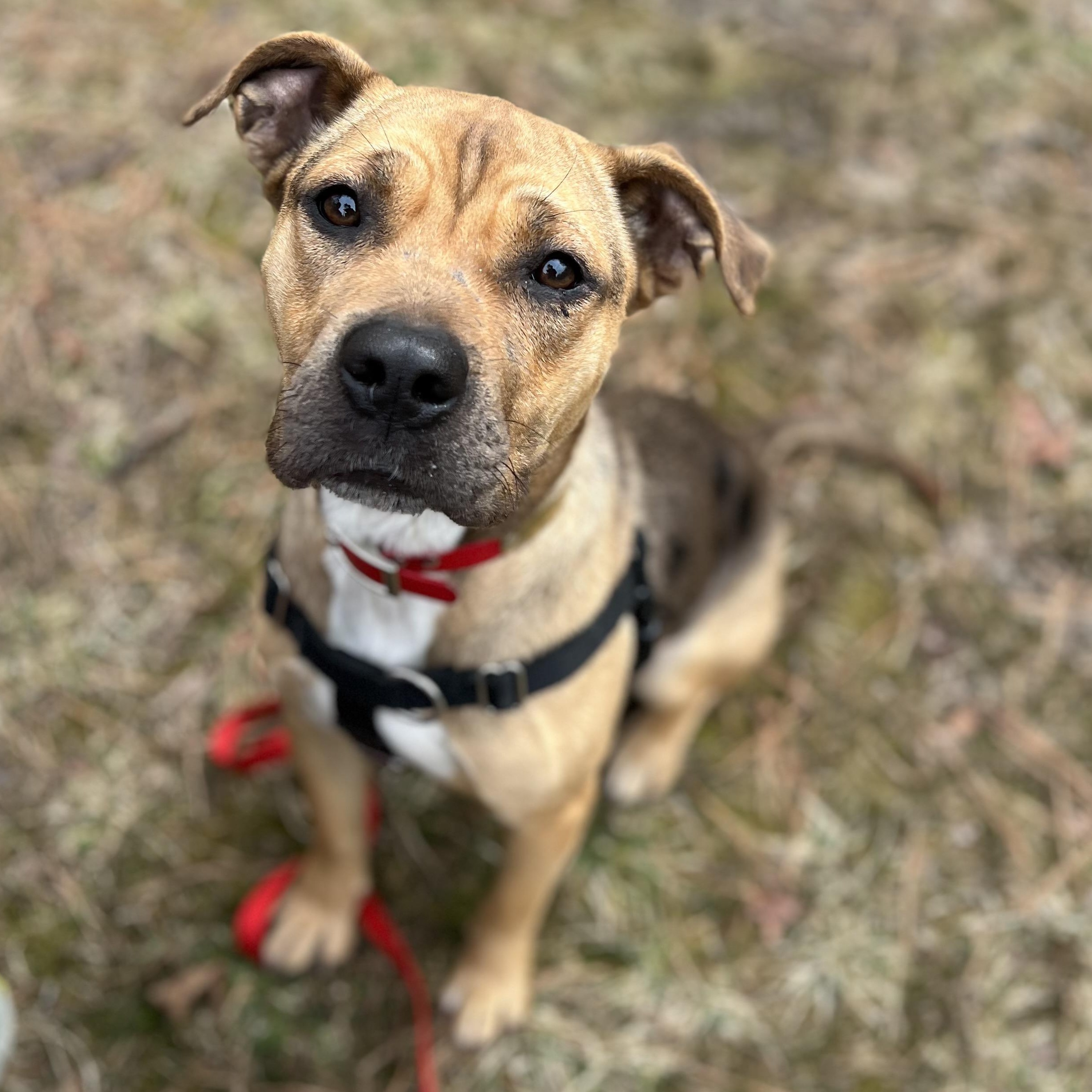 Tink , a ADOPTABLE mixed breed in Cedar Mountain, NC image 5/6