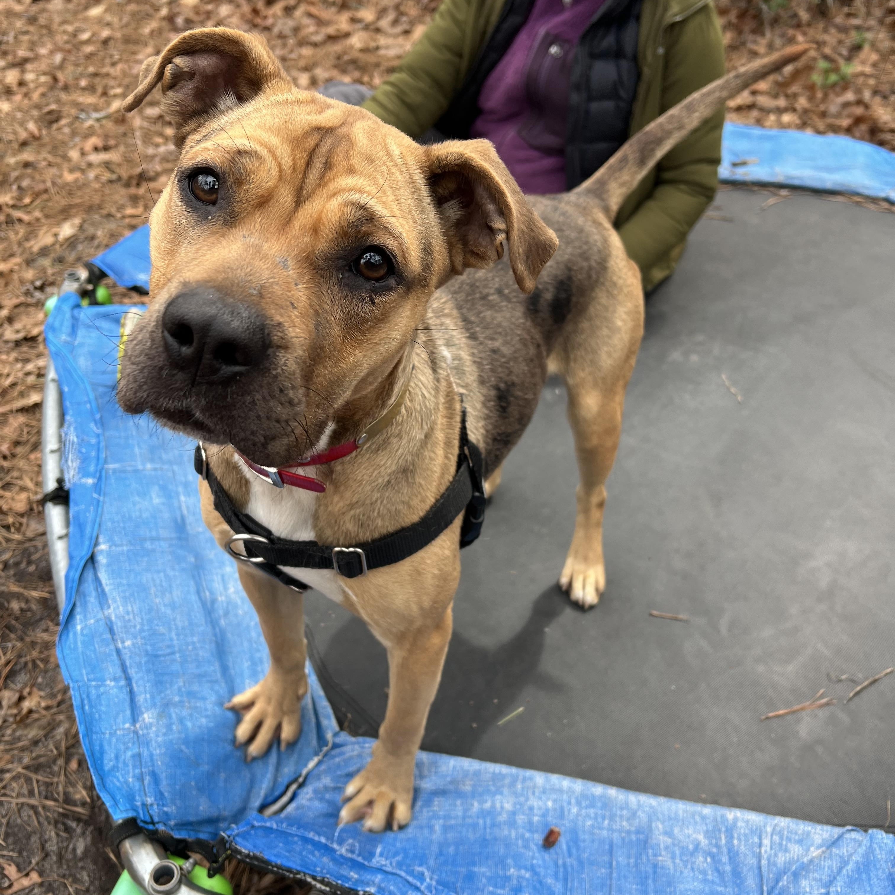 Tink , a ADOPTABLE mixed breed in Cedar Mountain, NC image 6/6