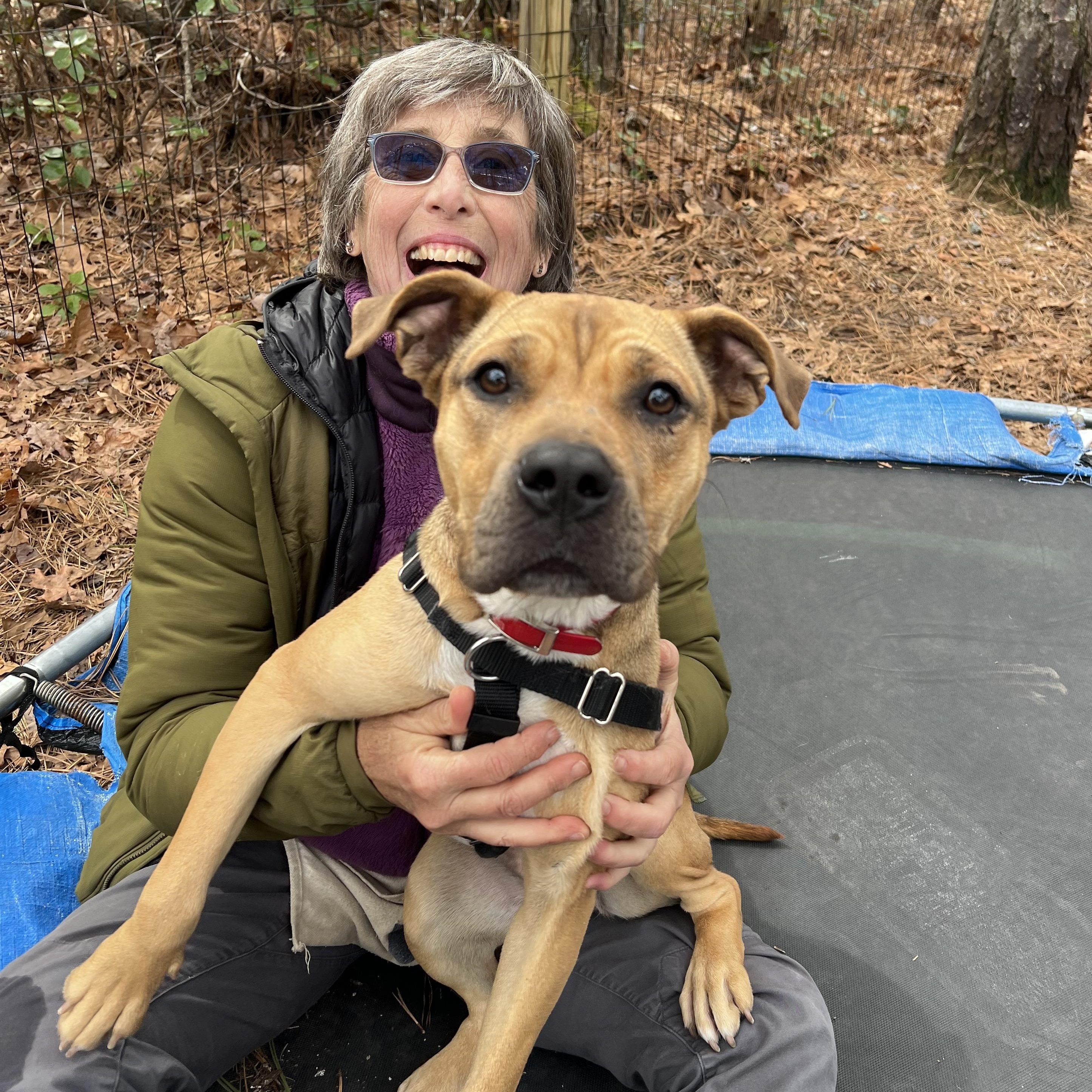 Tink , a ADOPTABLE mixed breed in Cedar Mountain, NC image 2/6