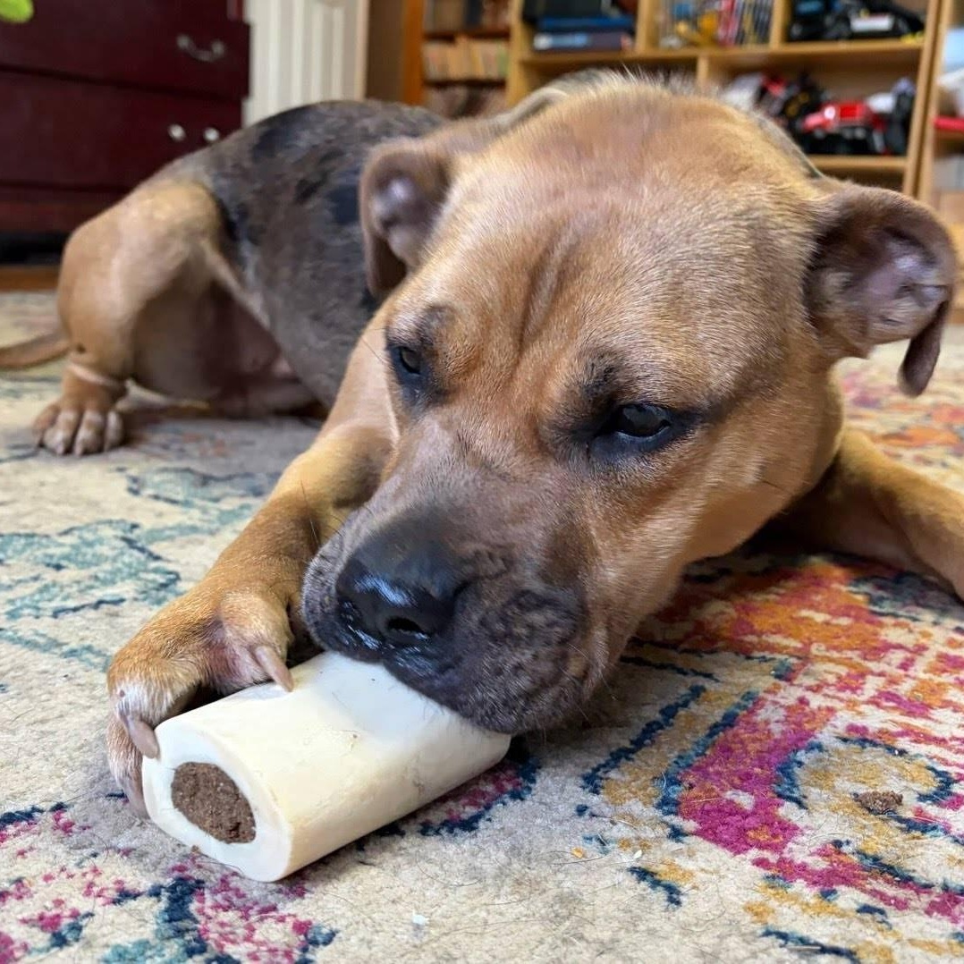 Enlarge Tink , a ADOPTABLE mixed breed in Cedar Mountain, NC image 6/6