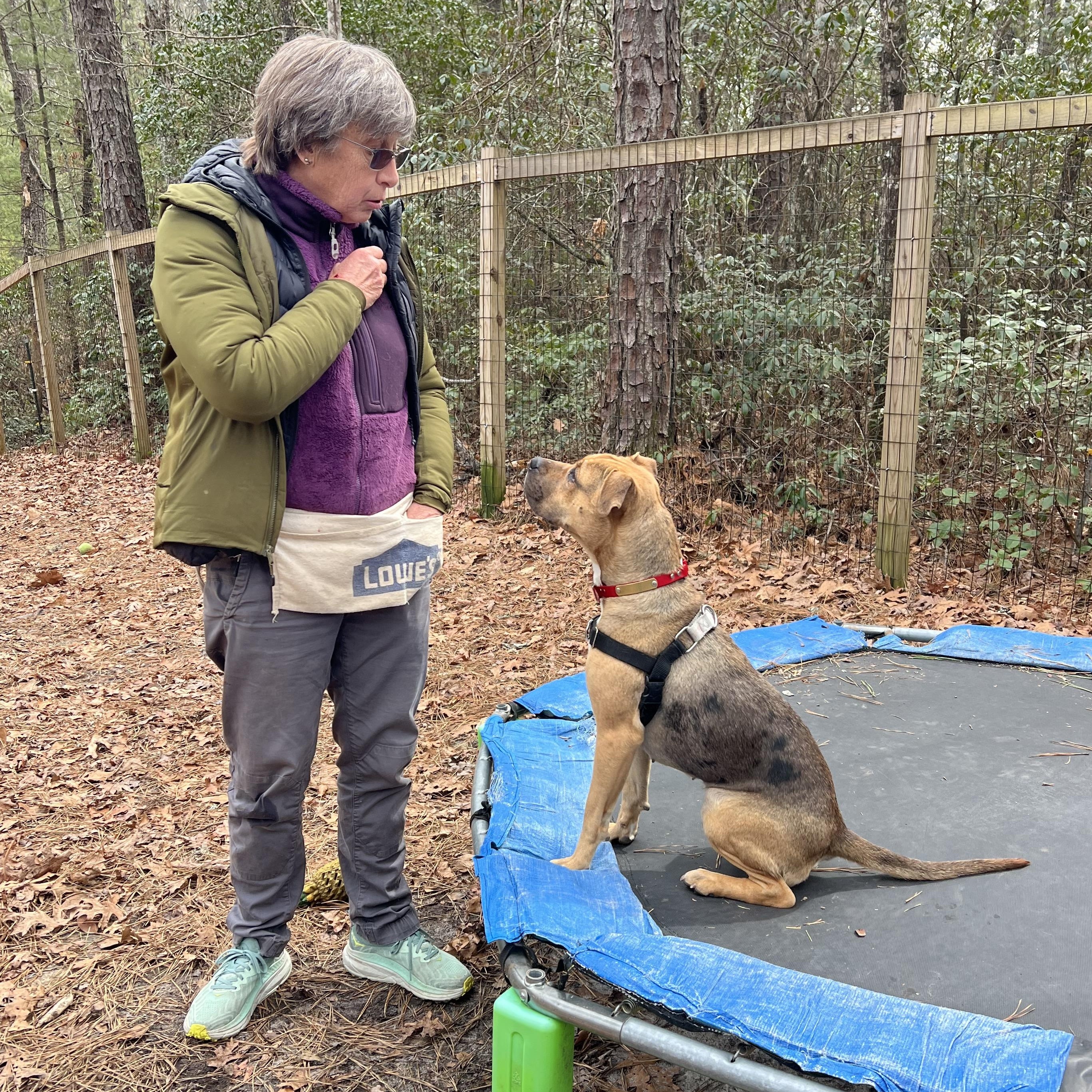 Tink , a ADOPTABLE mixed breed in Cedar Mountain, NC image 4/6
