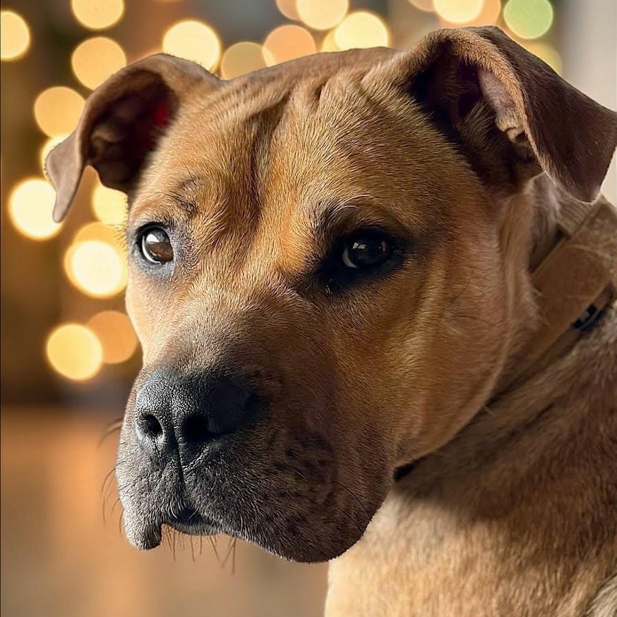 Tink , ADOPTABLE, Young Female Black Mouth Cur & Catahoula Leopard Dog.