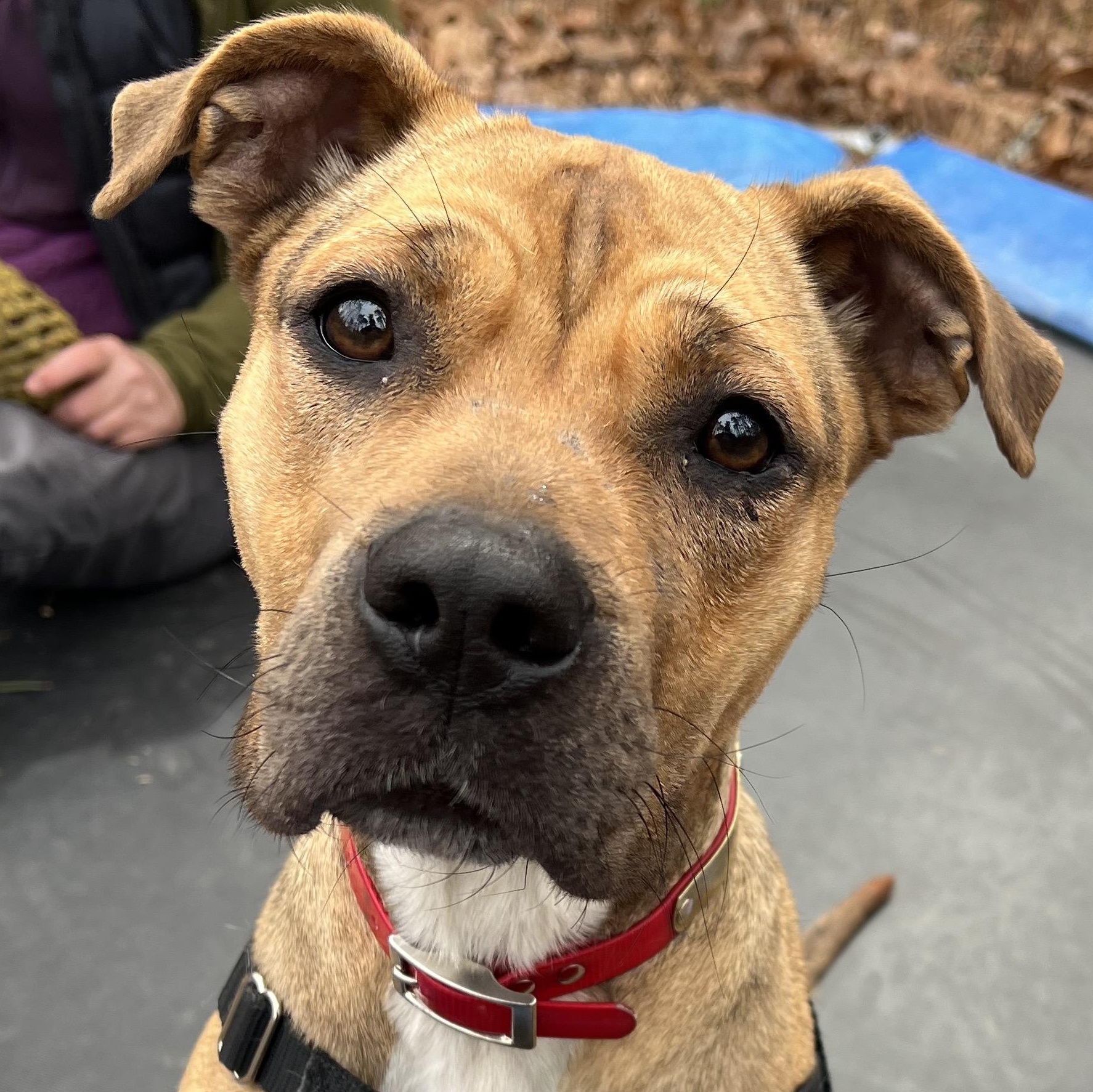 Tink , a ADOPTABLE mixed breed in Cedar Mountain, NC image 1/6