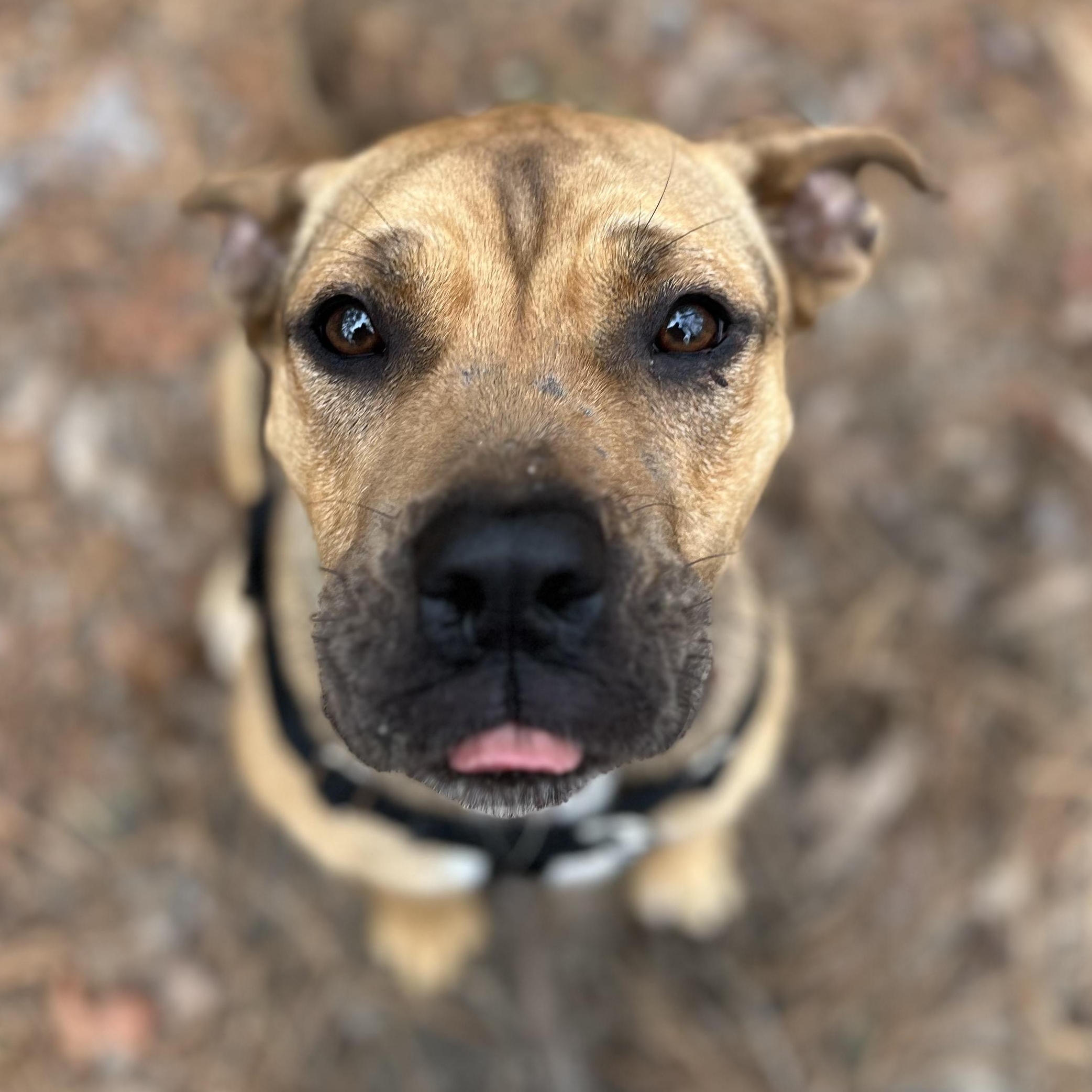 Tink , a ADOPTABLE mixed breed in Cedar Mountain, NC image 3/6