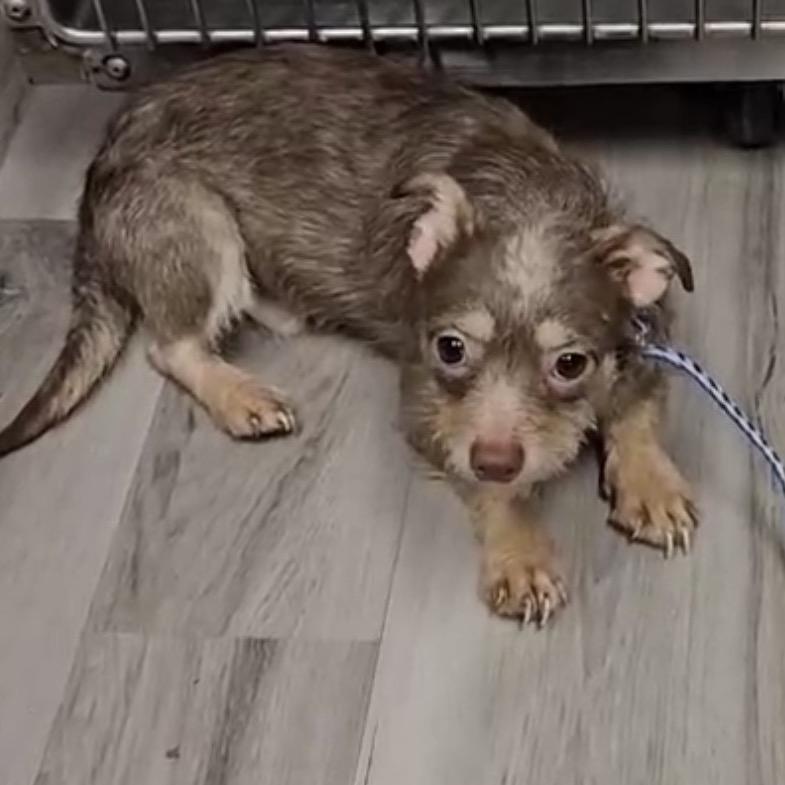 Enlarge Bug, a ADOPTABLE mixed breed in Greensboro, NC image 1/1