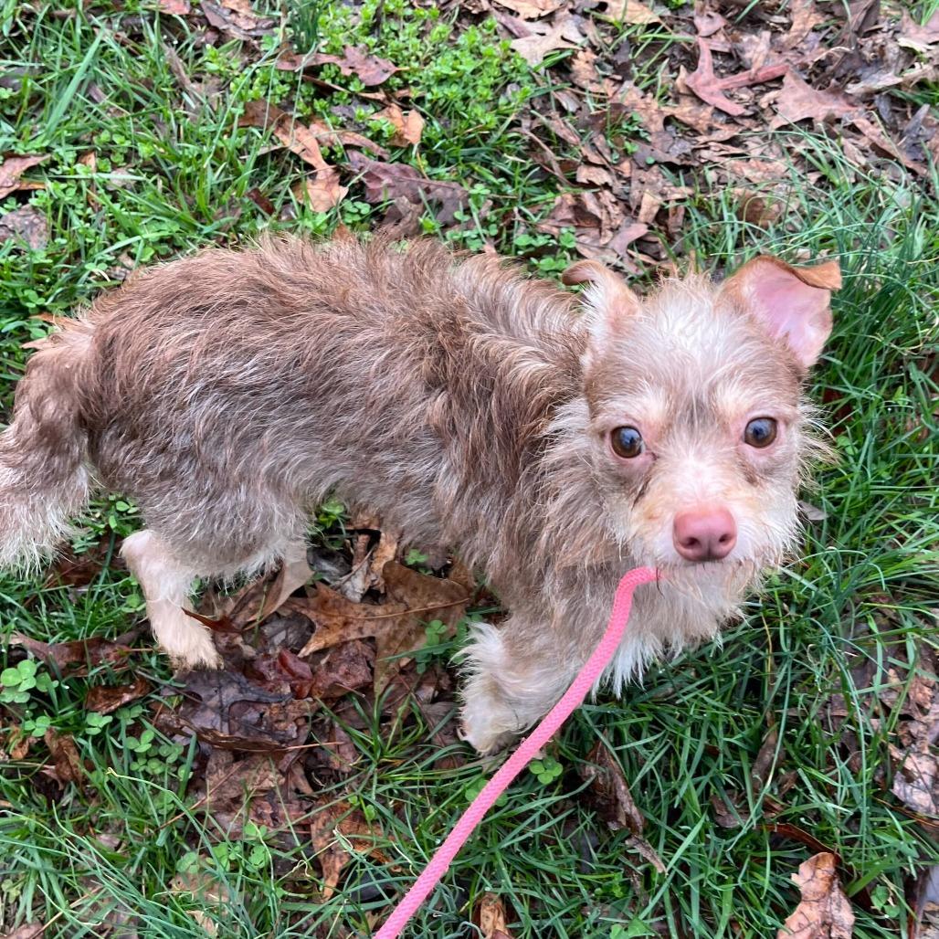 Enlarge Bug, an adoptable mixed breed in Greensboro, NC image 1/2