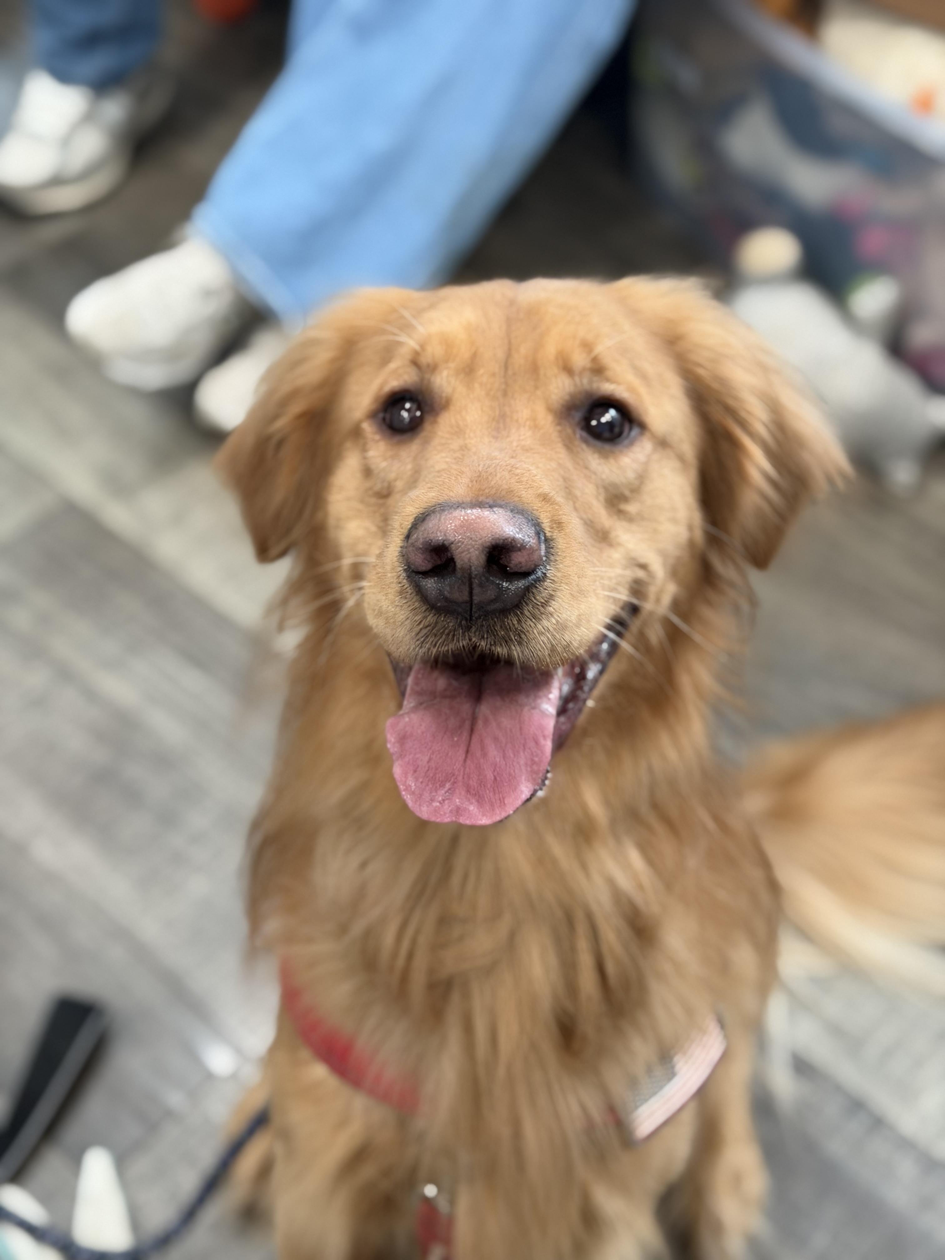 Enlarge Chester, an adopted Golden Retriever in Mahwah, NJ image 2/4