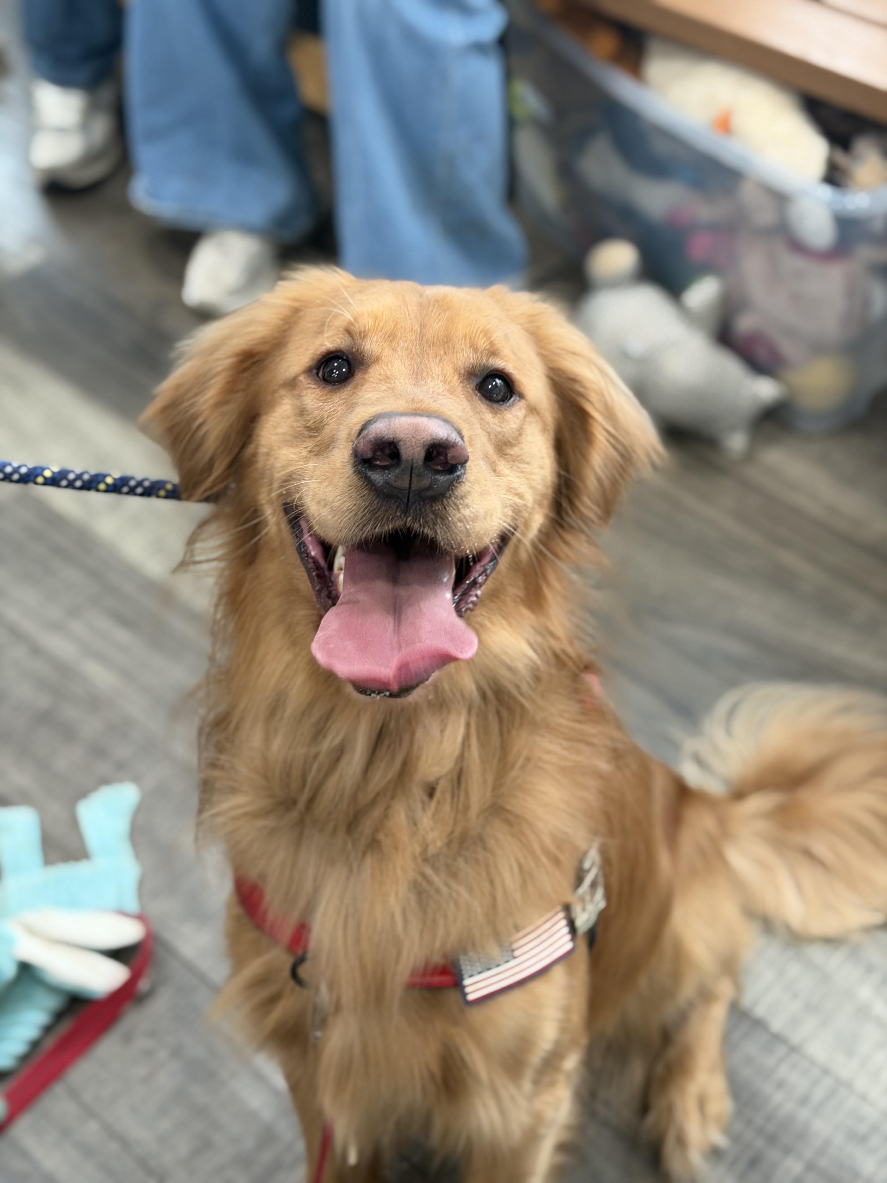Enlarge Chester, an adopted Golden Retriever in Mahwah, NJ image 3/4