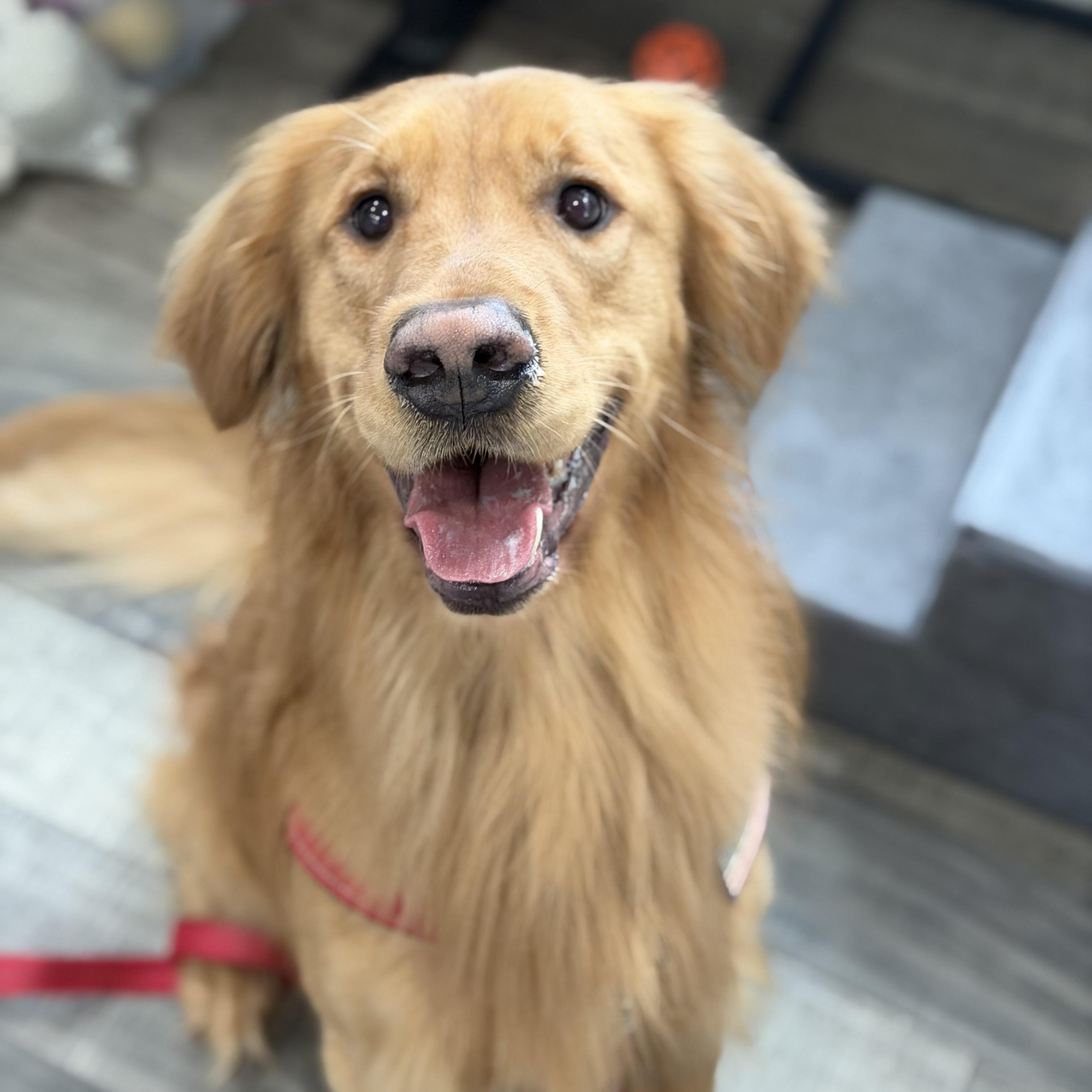 Enlarge Chester, an adopted Golden Retriever in Mahwah, NJ image 1/4
