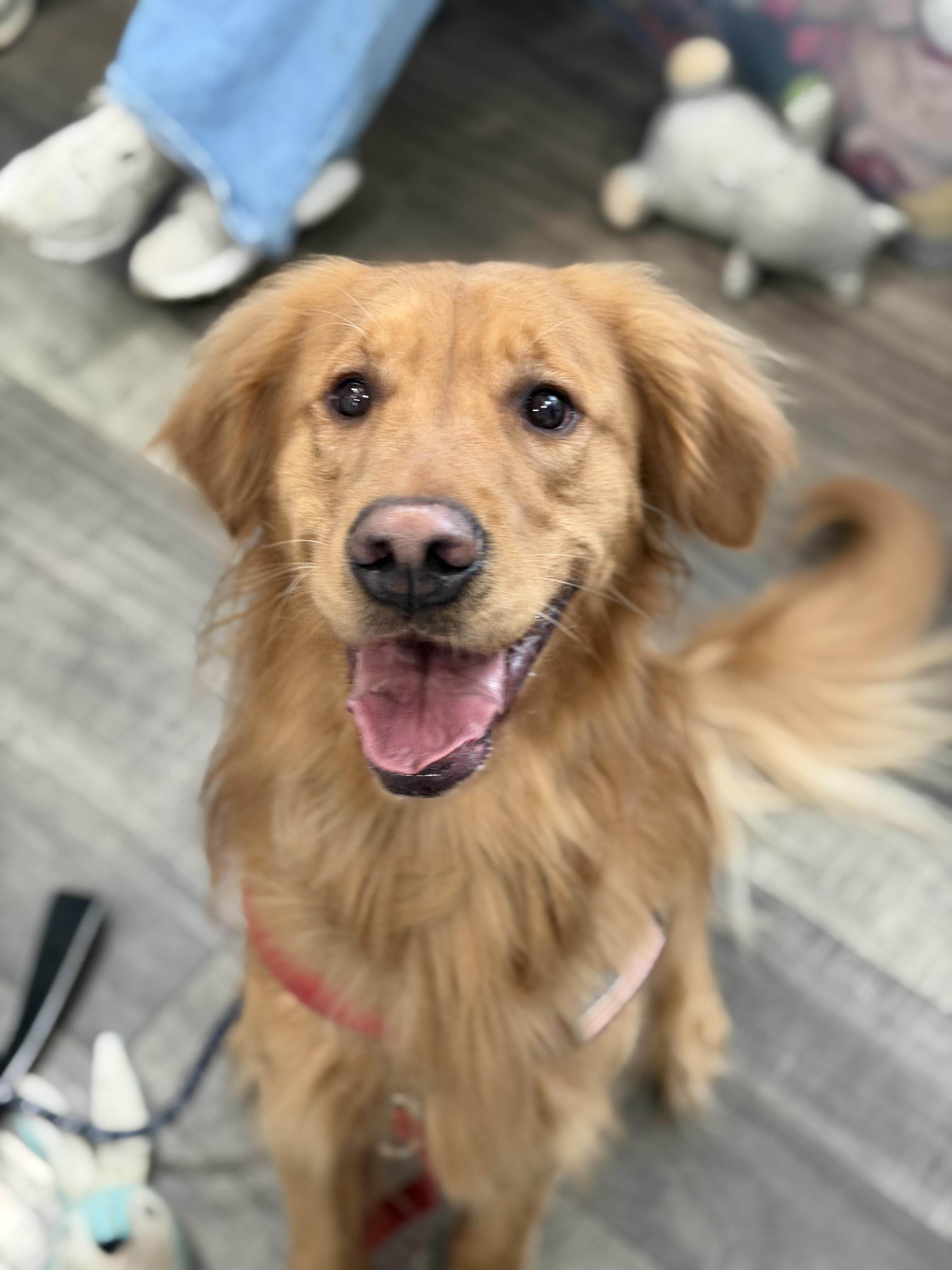 Enlarge Chester, an adopted Golden Retriever in Mahwah, NJ image 4/4