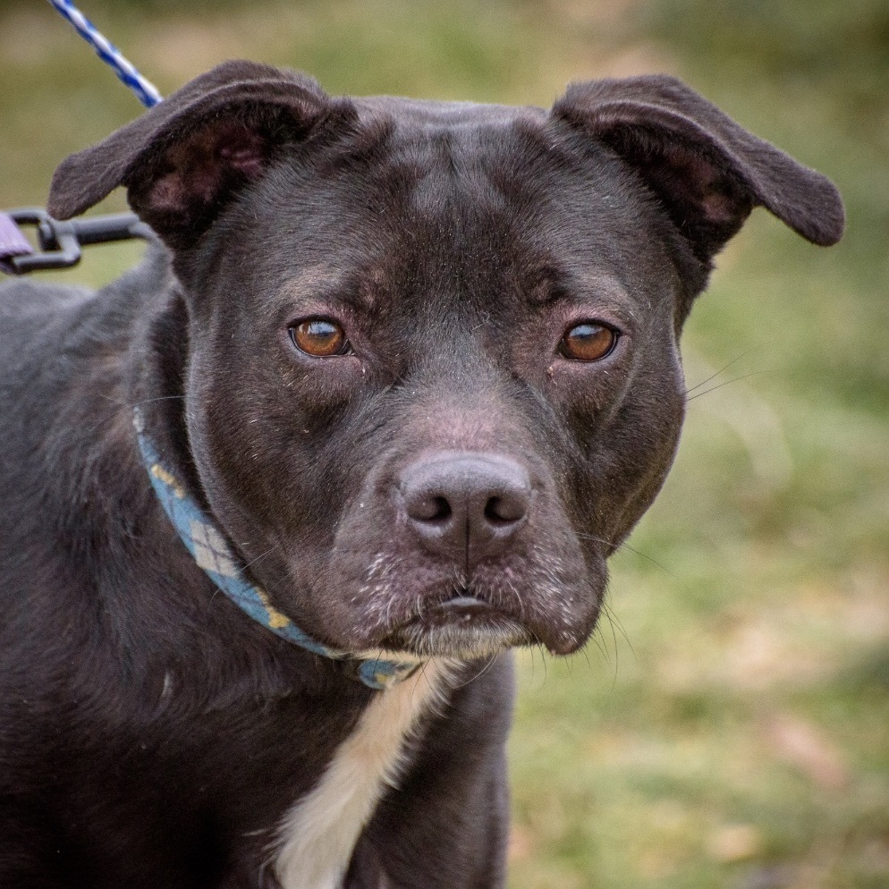 Mirabella, a Adoptable mixed breed in Lambertville, NJ image 1/14