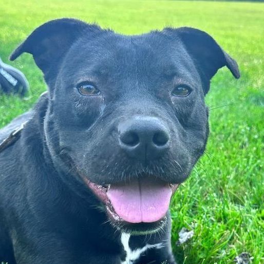 Mirabella, a Adoptable mixed breed in Lambertville, NJ image 2/14