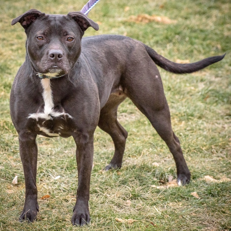 Mirabella, a Adoptable mixed breed in Lambertville, NJ image 3/14