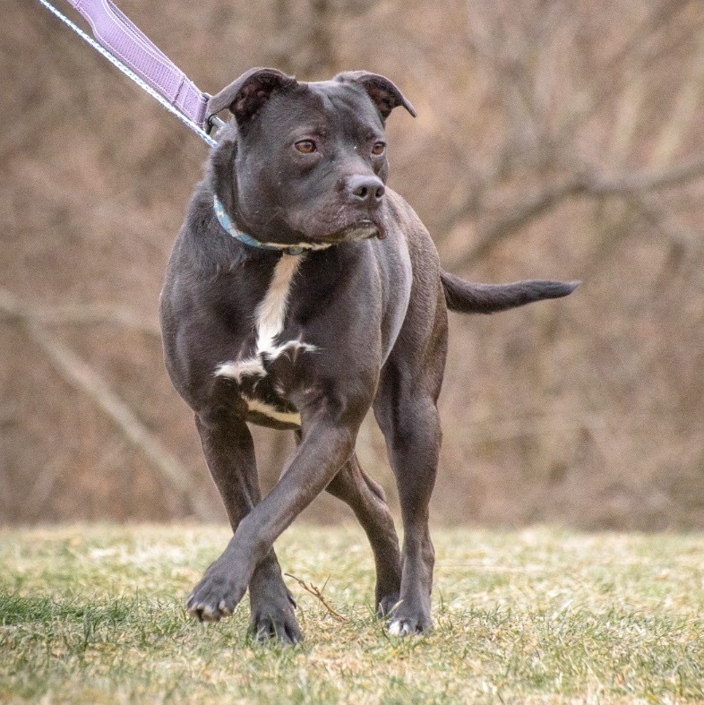 Mirabella, a Adoptable mixed breed in Lambertville, NJ image 4/14