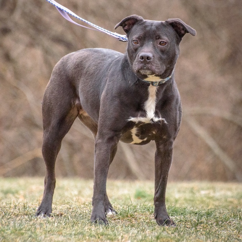 Mirabella, a Adoptable mixed breed in Lambertville, NJ image 5/14