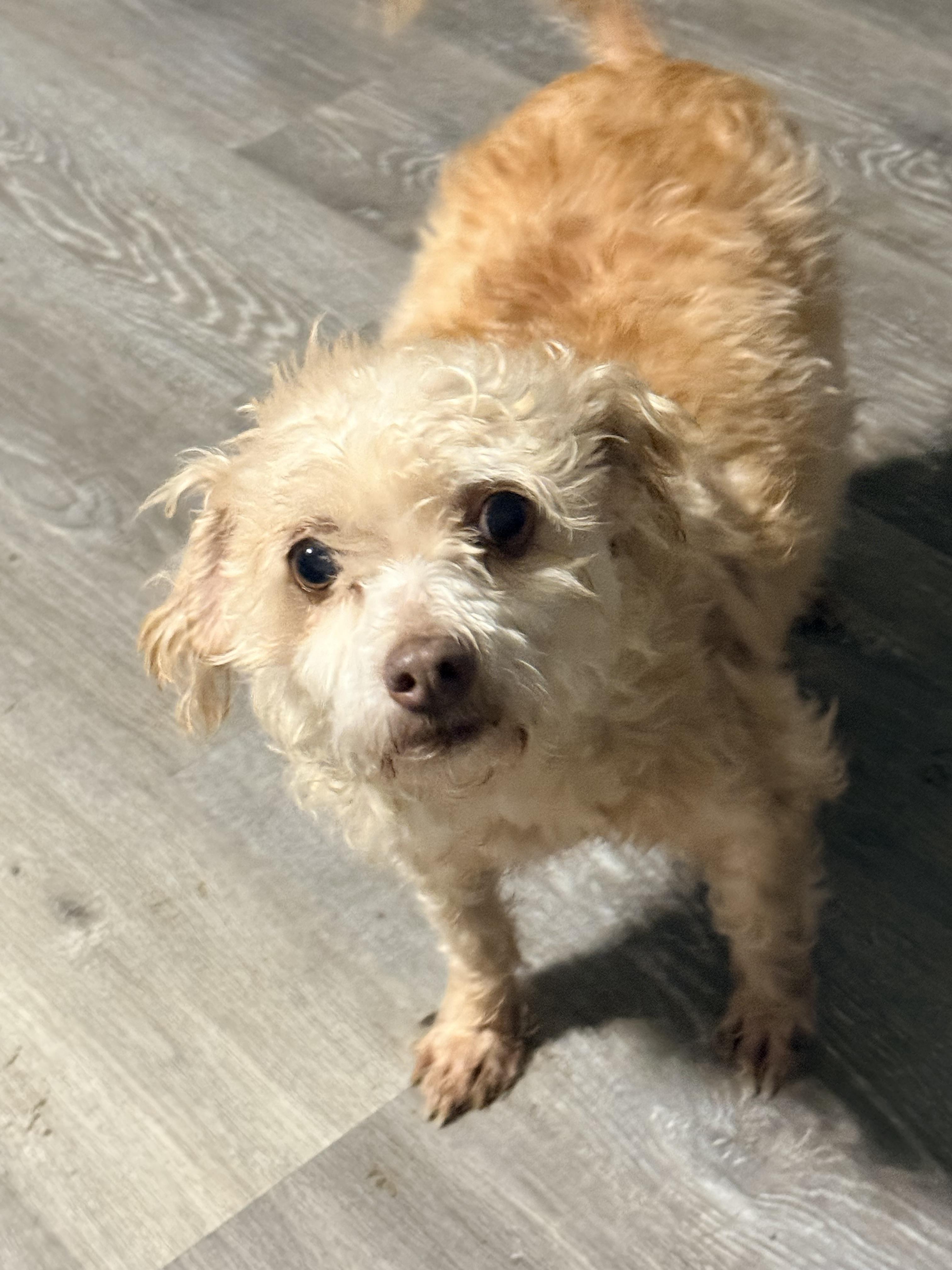 Toby, a ADOPTABLE mixed breed in valley springs, CA image 2/2