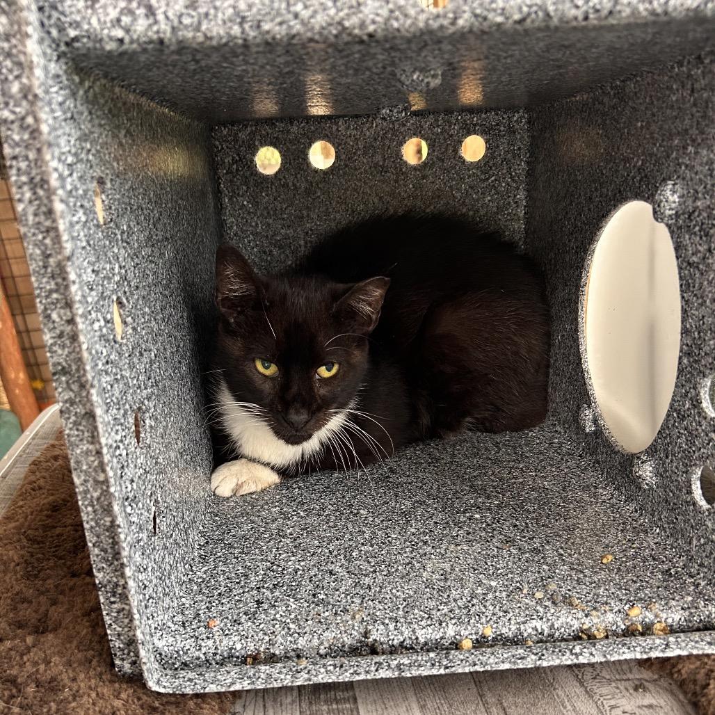Tia - WORKING CAT, Adoptable, Senior Female Domestic Short Hair.