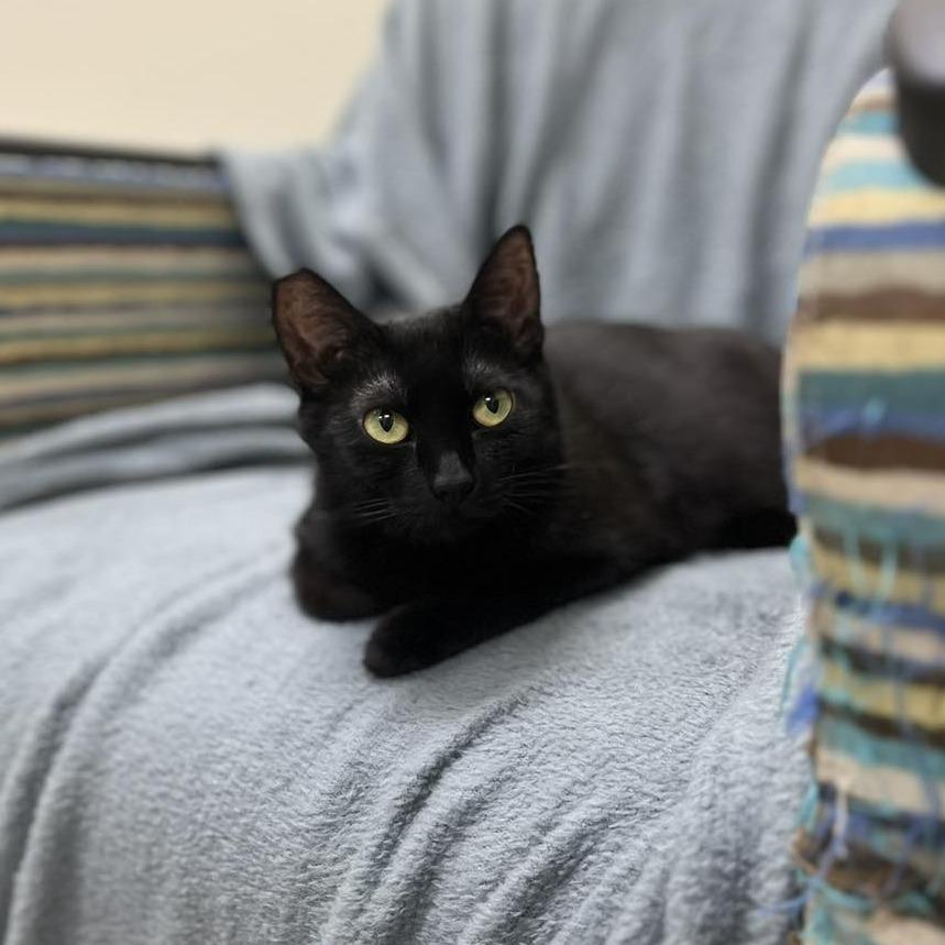 Enlarge Birch, a Adoptable Domestic Short Hair in Roanoke, VA image 2/2