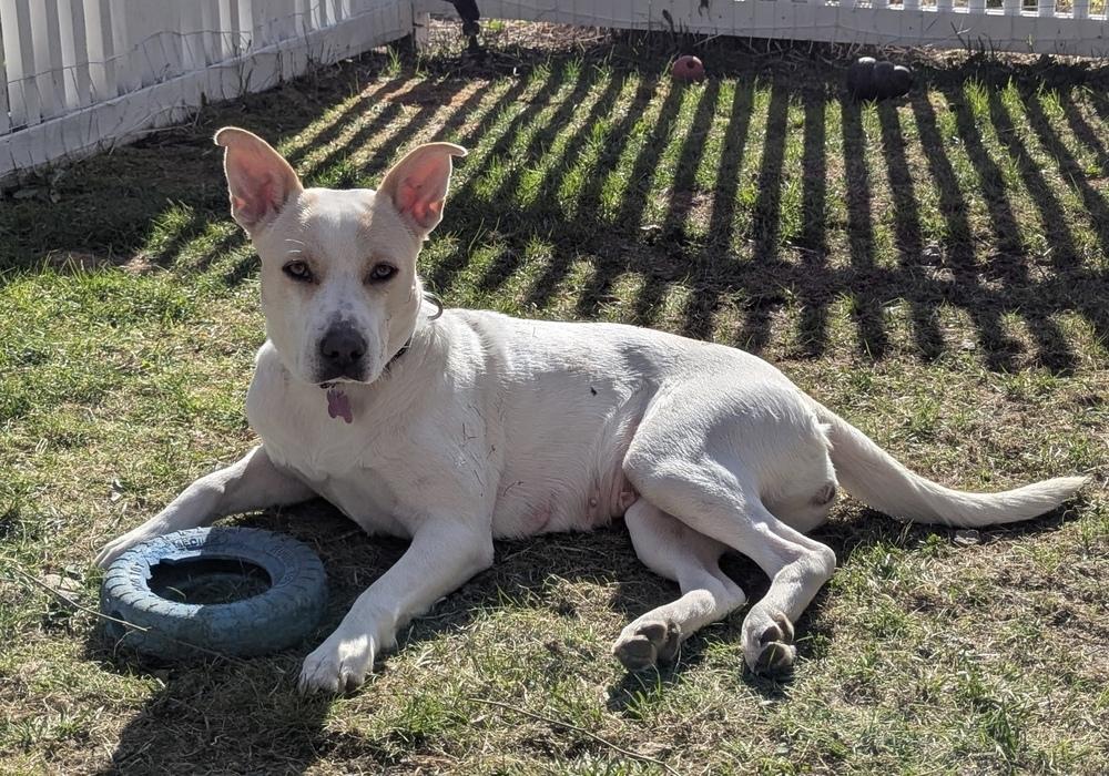 Foxy Lady - 25048, Adoptable, Young Female Foxhound & Beagle.