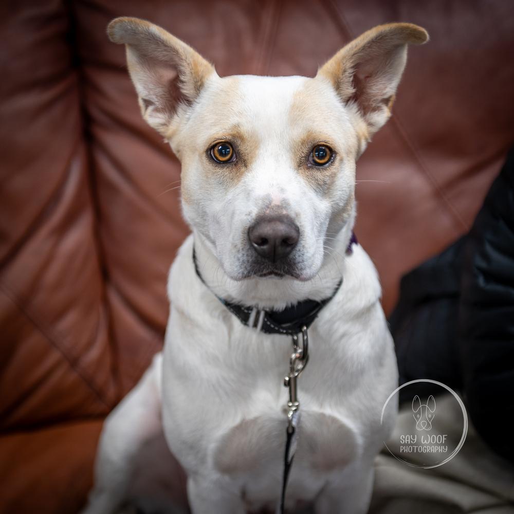 Foxy Lady - 25048, Adoptable, Young Female Foxhound & Beagle.