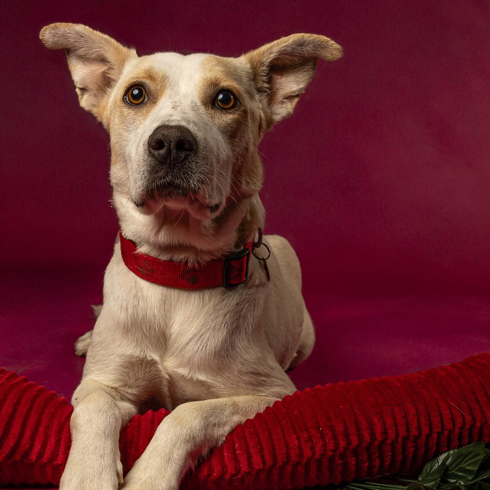 Foxy Lady - 25048, a Adoptable mixed breed in Armonk, NY image 2/6