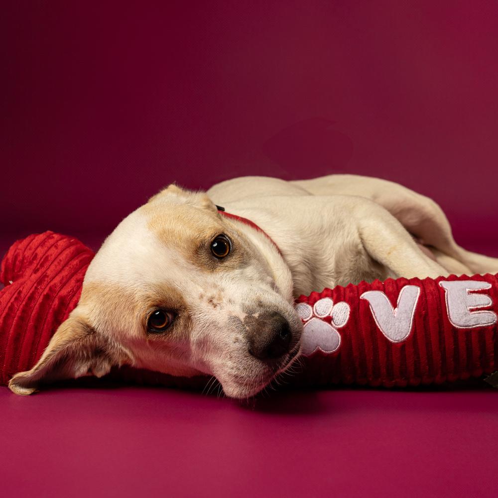 Foxy Lady - 25048, a Adoptable mixed breed in Armonk, NY image 3/6