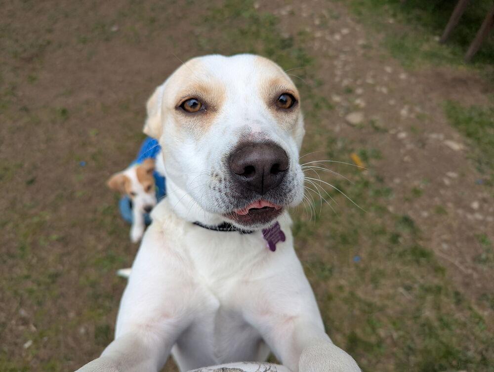 Foxy Lady - 25048, a Adoptable mixed breed in Armonk, NY image 4/6