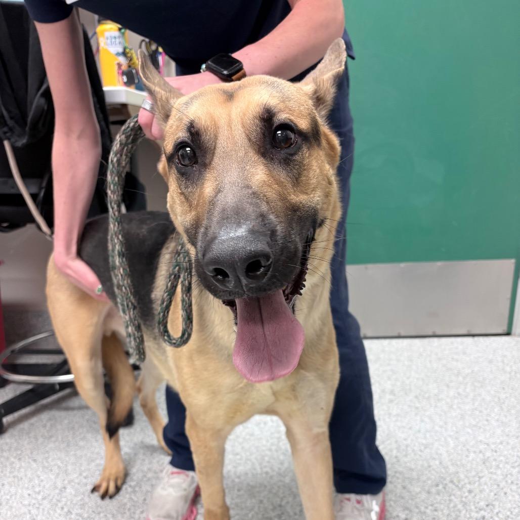 Rex, Adoptable, Adult Male Dutch Shepherd.