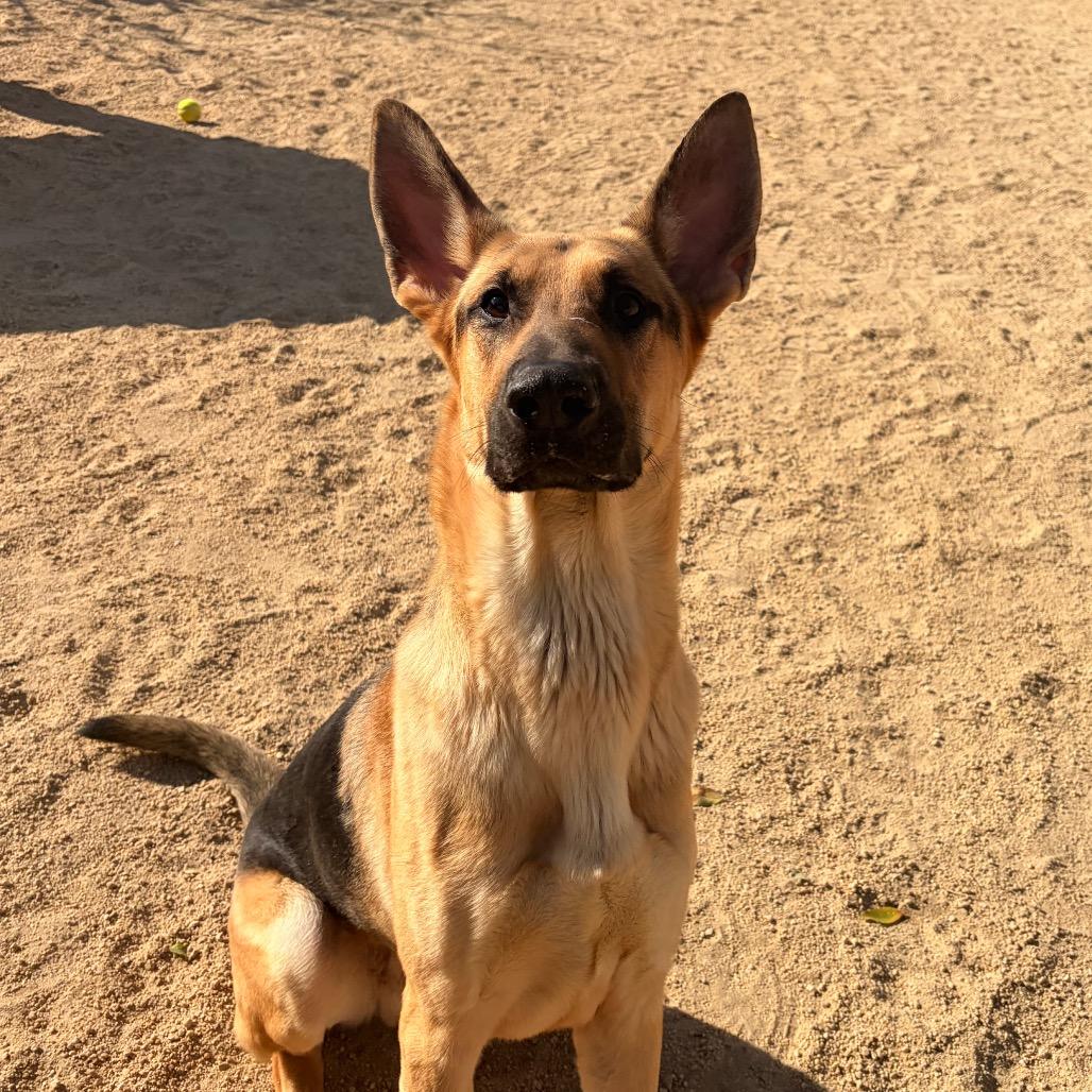 Enlarge Rex, a Adoptable Dutch Shepherd in Reno, NV image 2/6