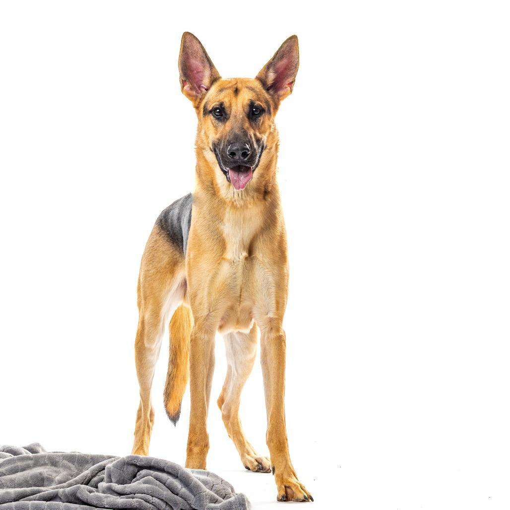 Enlarge Rex, a Adoptable Dutch Shepherd in Reno, NV image 3/6