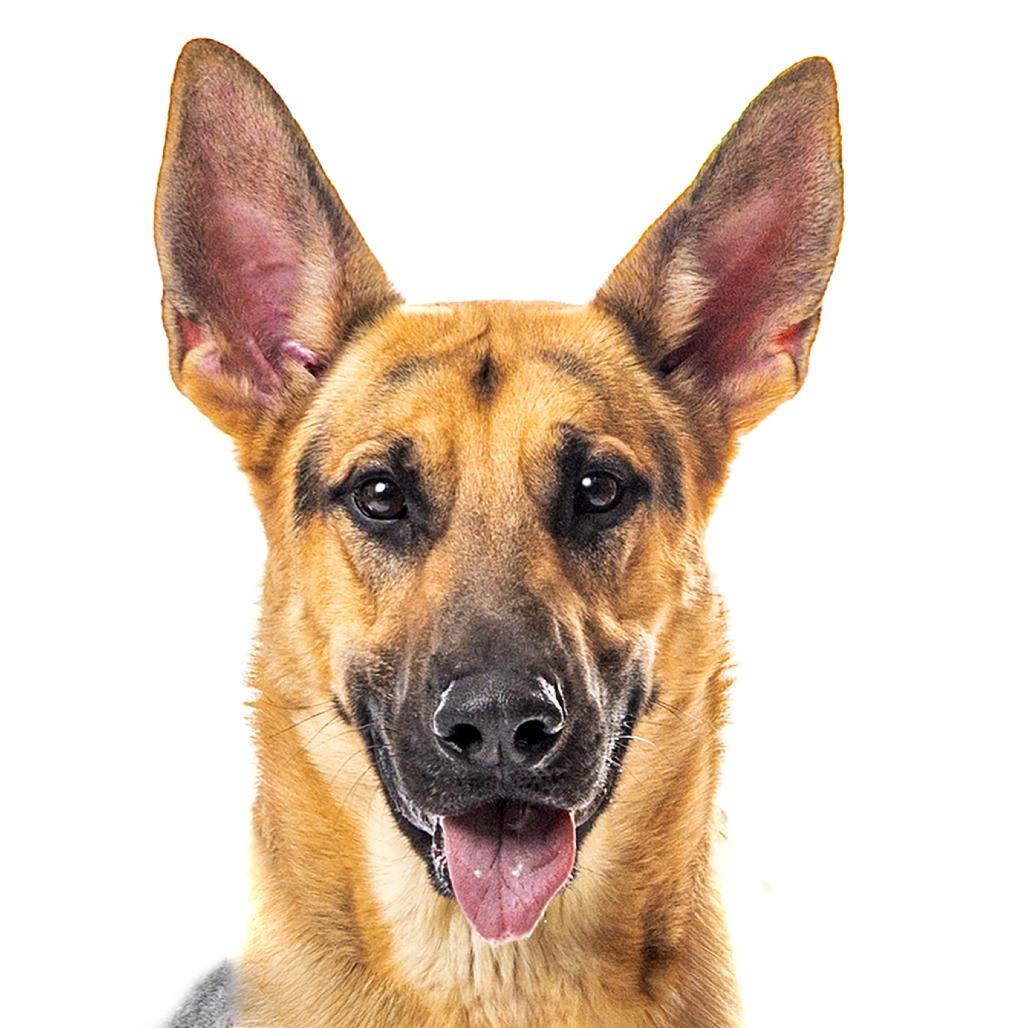 Enlarge Rex, a Adoptable Dutch Shepherd in Reno, NV image 4/6