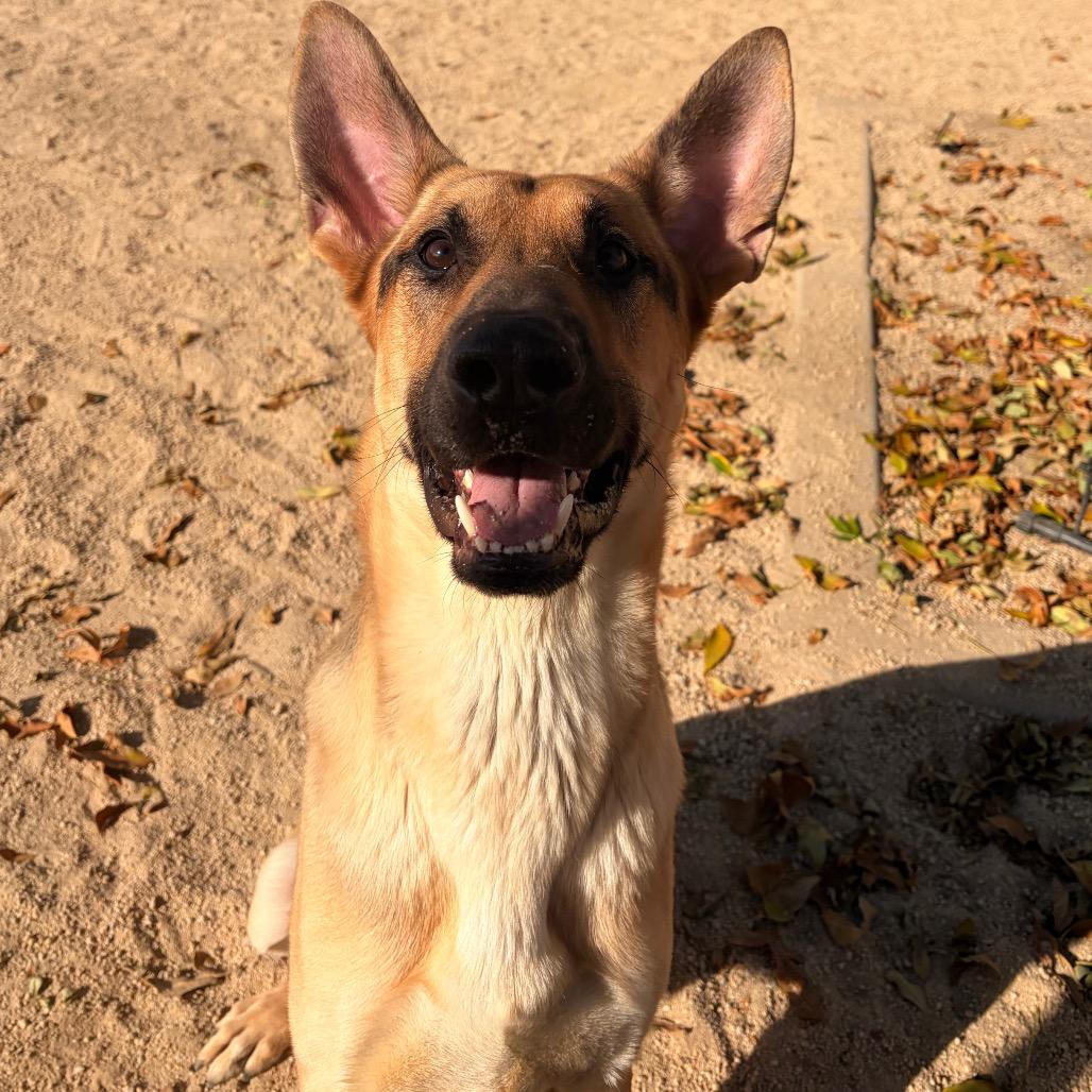 Enlarge Rex, a Adoptable Dutch Shepherd in Reno, NV image 5/6