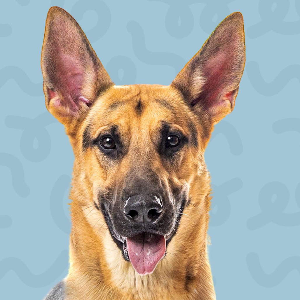 Enlarge Rex, a Adoptable Dutch Shepherd in Reno, NV image 6/6