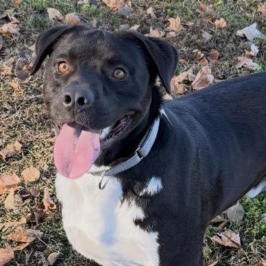 Enlarge Charles, a Adoptable American Staffordshire Terrier in Plainfield, IL image 4/6