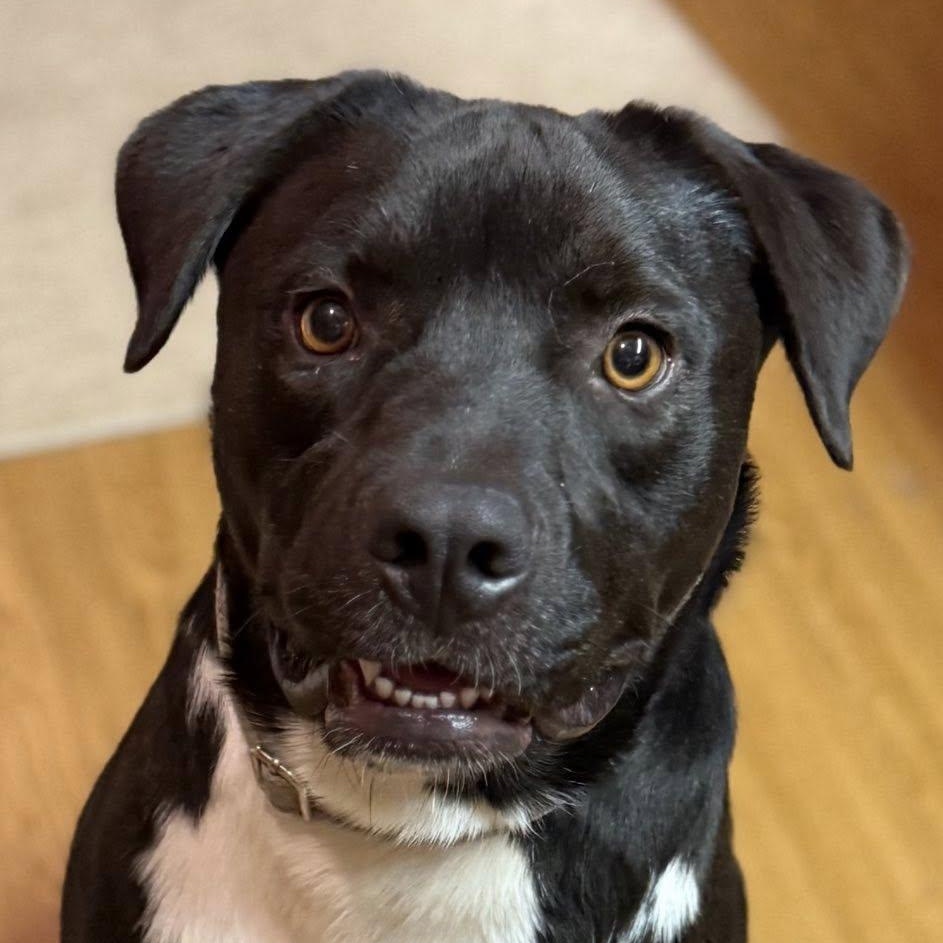 Enlarge Charles, a Adoptable American Staffordshire Terrier in Plainfield, IL image 2/6