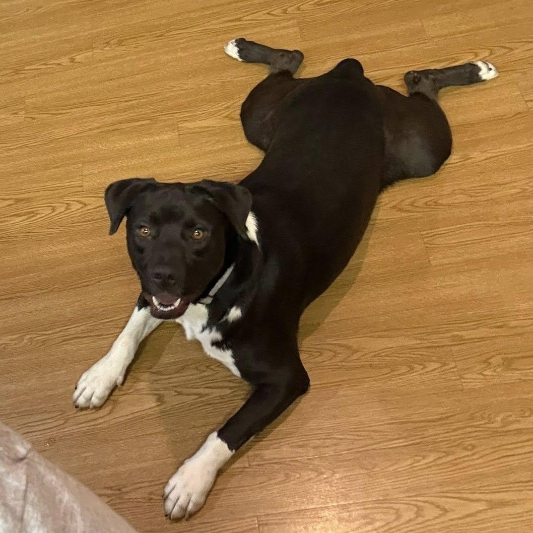 Enlarge Charles, a Adoptable American Staffordshire Terrier in Plainfield, IL image 6/6