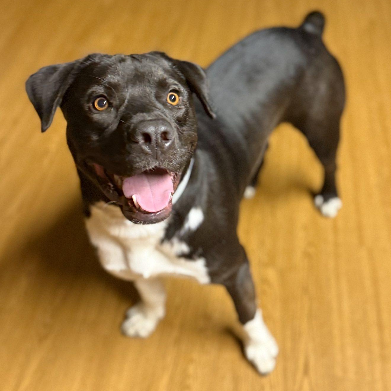 Enlarge Charles, a Adoptable American Staffordshire Terrier in Plainfield, IL image 5/6